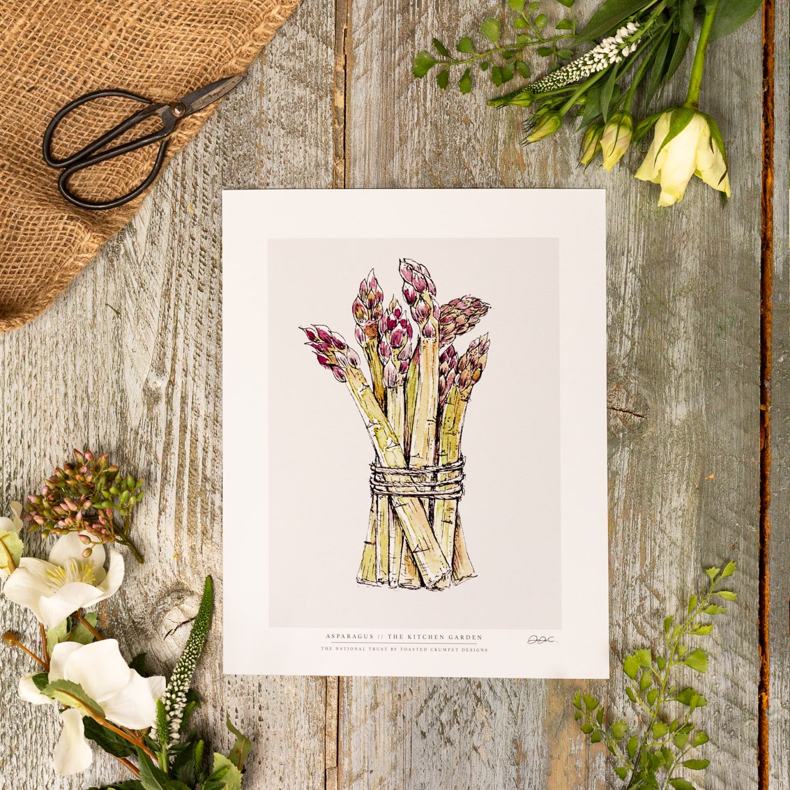 The Kitchen Garden Asparagus 10x12" Fine Art Print