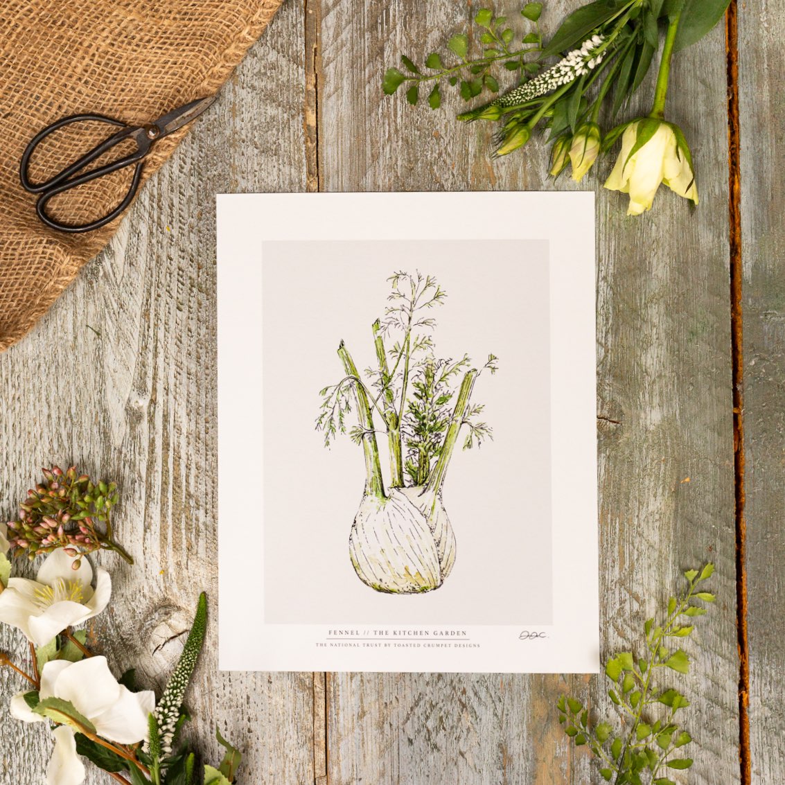 The Kitchen Garden Fennel 10x12" Fine Art Print