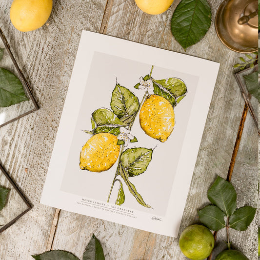 NEW! Meyer Lemons 10 x 12" Fine Art Print