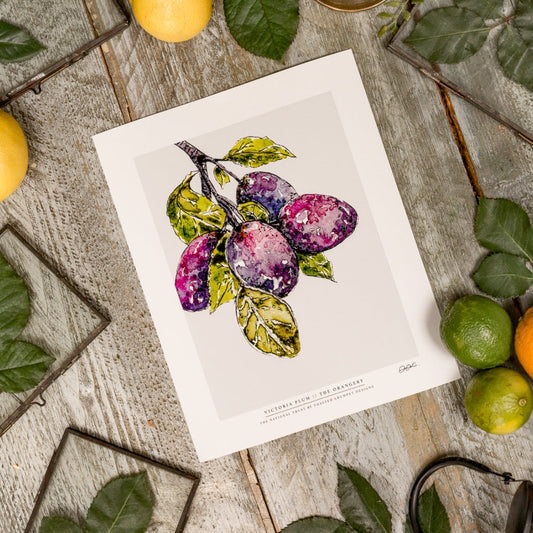 NEW! Victoria Plum 10 x 12" Fine Art Print