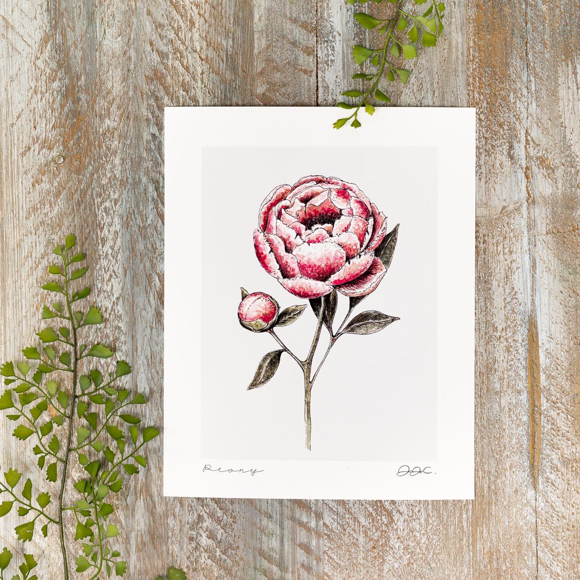 Peony 10x12" Mounted Fine Art Print