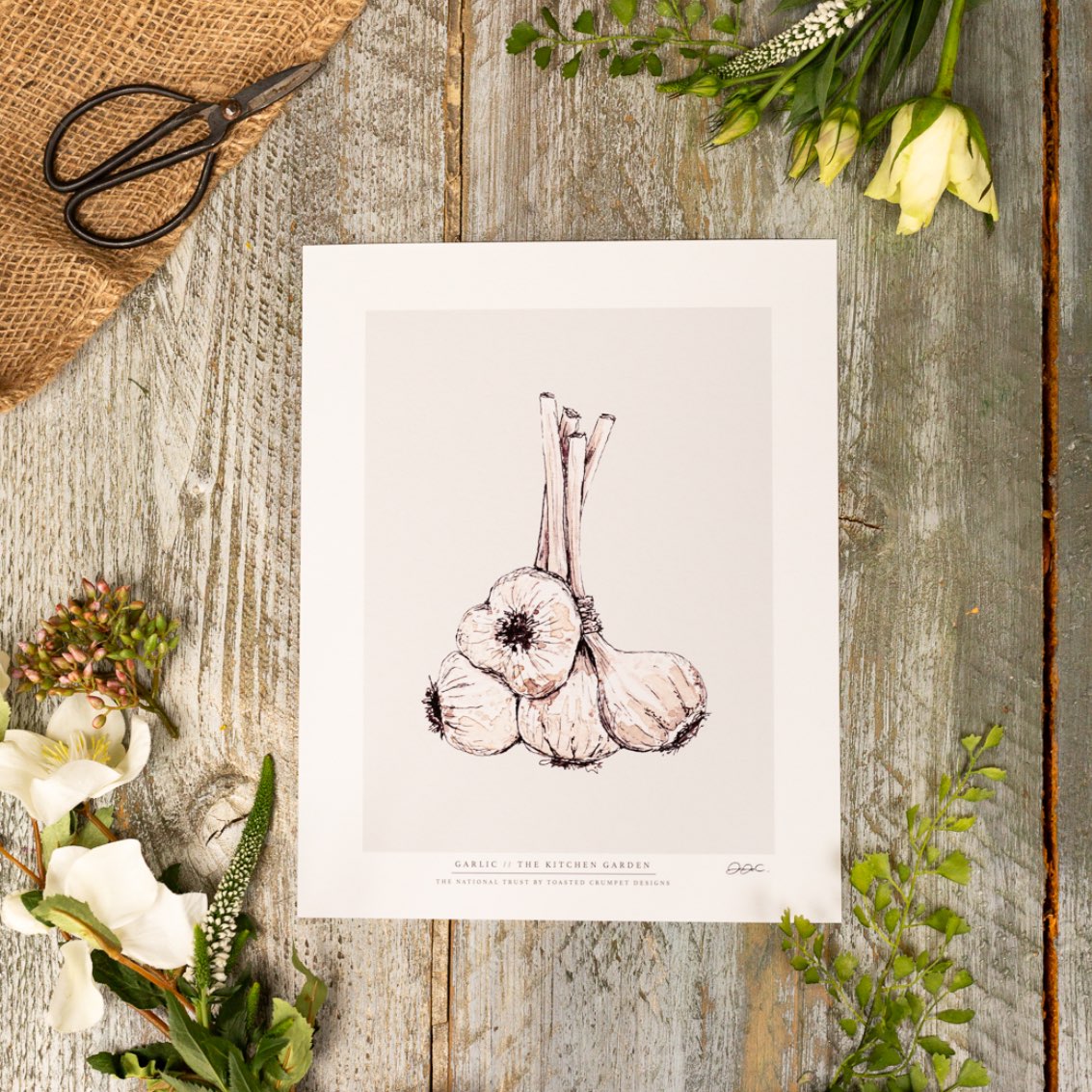 The Kitchen Garden Garlic 10x12" Fine Art Print