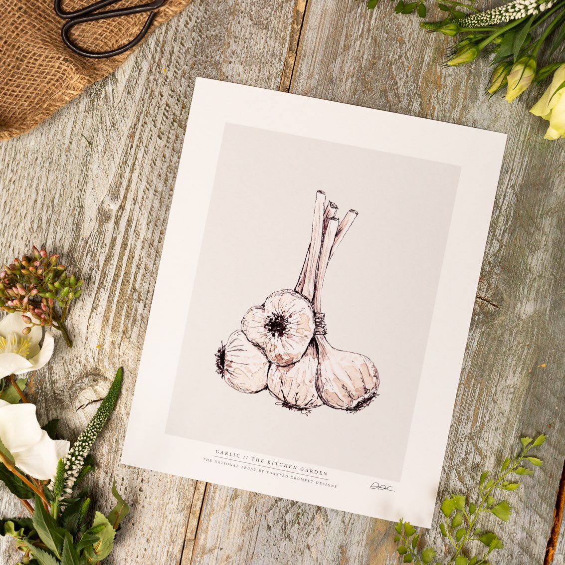 The Kitchen Garden Garlic 10x12" Fine Art Print