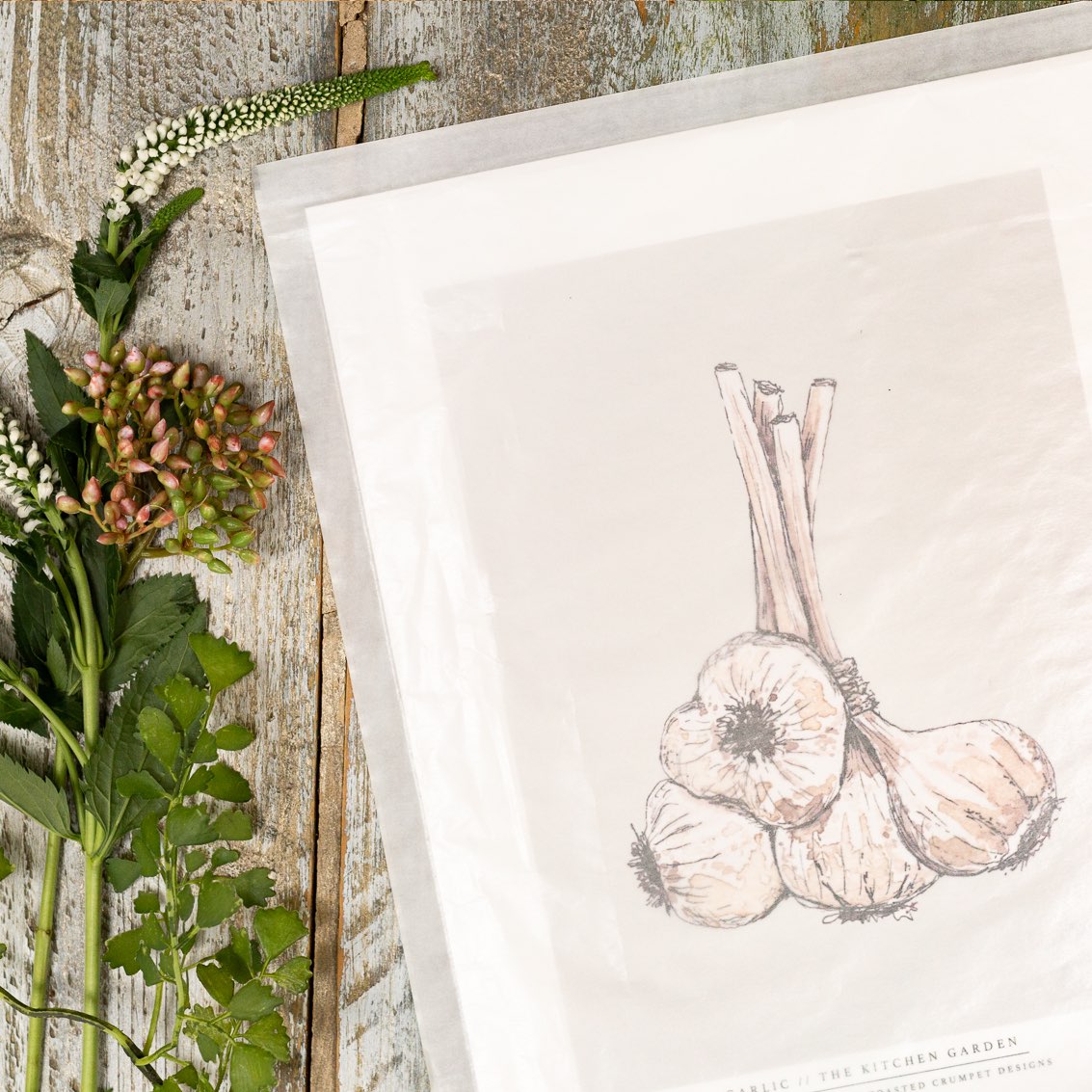 The Kitchen Garden Garlic 10x12" Fine Art Print