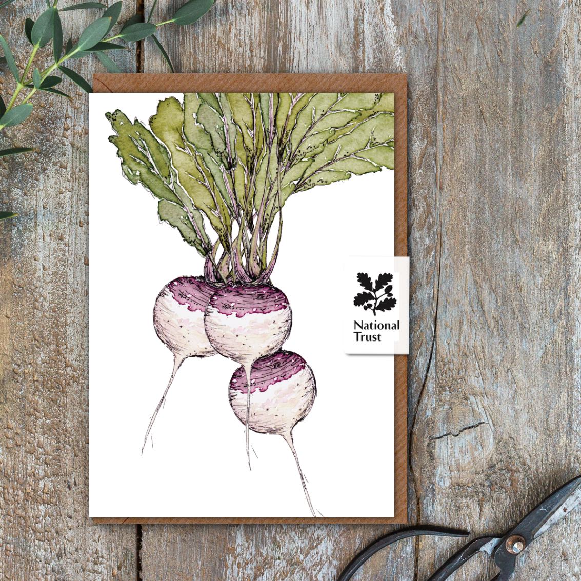 The Kitchen Garden Turnips Card (Cello-Free)