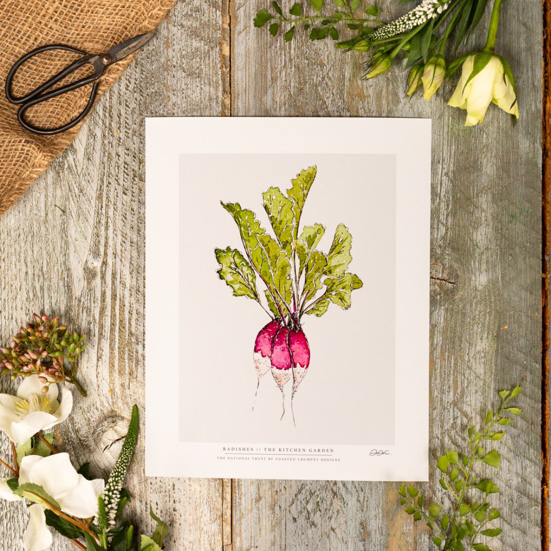 The Kitchen Garden Radishes 10x12" Fine Art Print