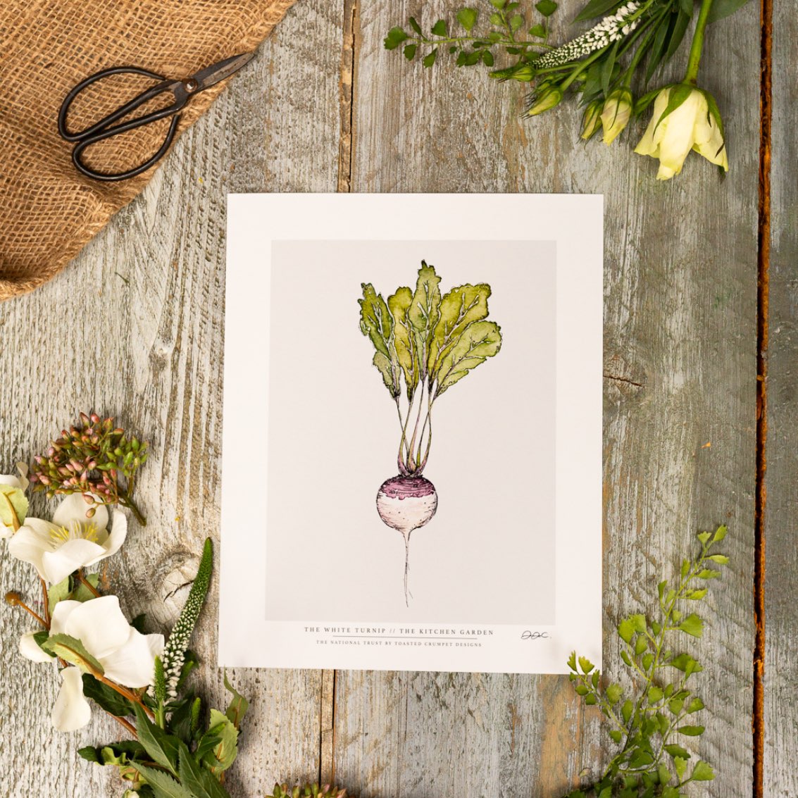 The Kitchen Garden White Turnip 10x12" Fine Art Print