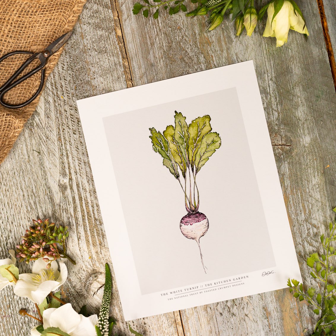 The Kitchen Garden White Turnip 10x12" Fine Art Print