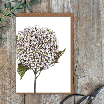 "The Blanc Collection" Boxed Set of 8 Mixed Notecards