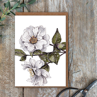 "The Blanc Collection" Boxed Set of 8 Mixed Notecards