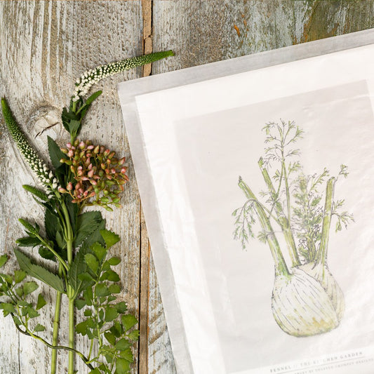 The Kitchen Garden Fennel 10x12" Fine Art Print