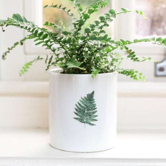 Fern Fine Bone China Pot in a Gift Box