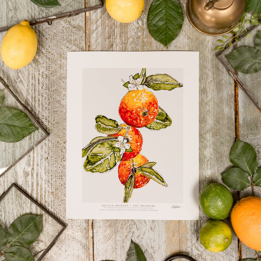 NEW! Seville Oranges 10 x 12" Fine Art Print