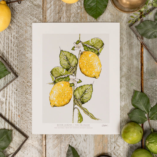 NEW! Meyer Lemons 10 x 12" Fine Art Print