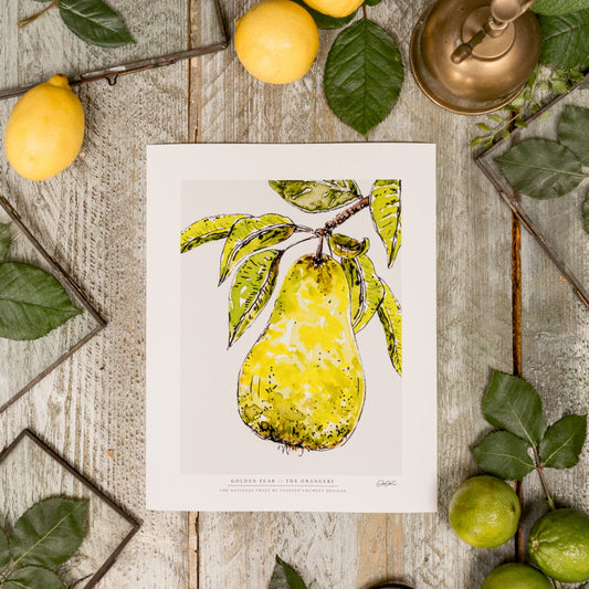 NEW! Golden Pear 10 x 12" Fine Art Print