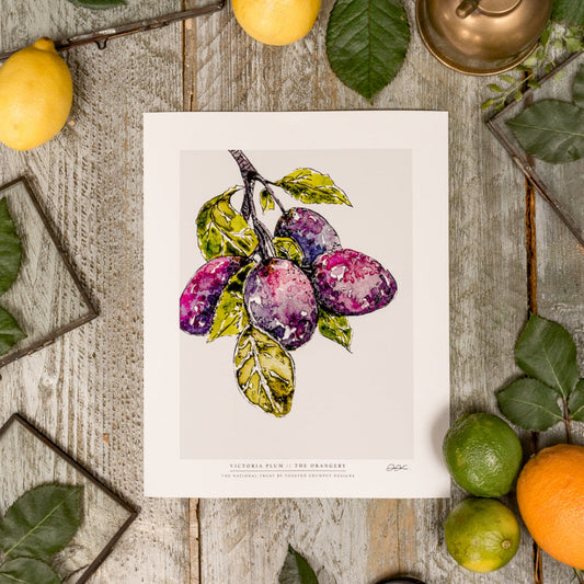 NEW! Victoria Plum 10 x 12" Fine Art Print