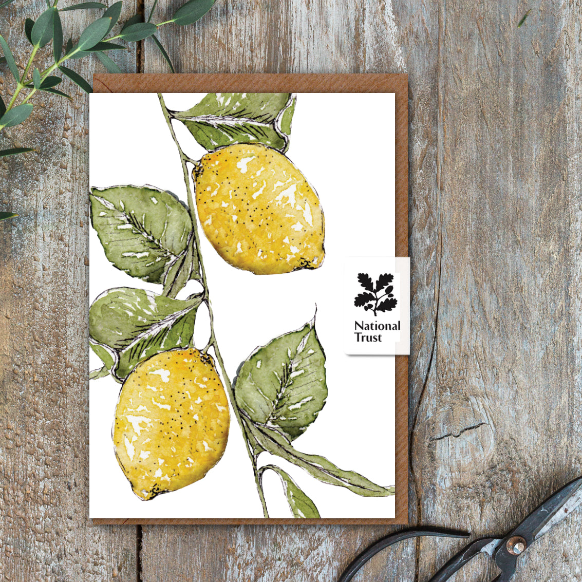 NEW! Lemon Card (Cello-Free)