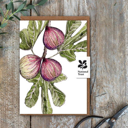 NEW! Wild Fig Card (Cello-Free)