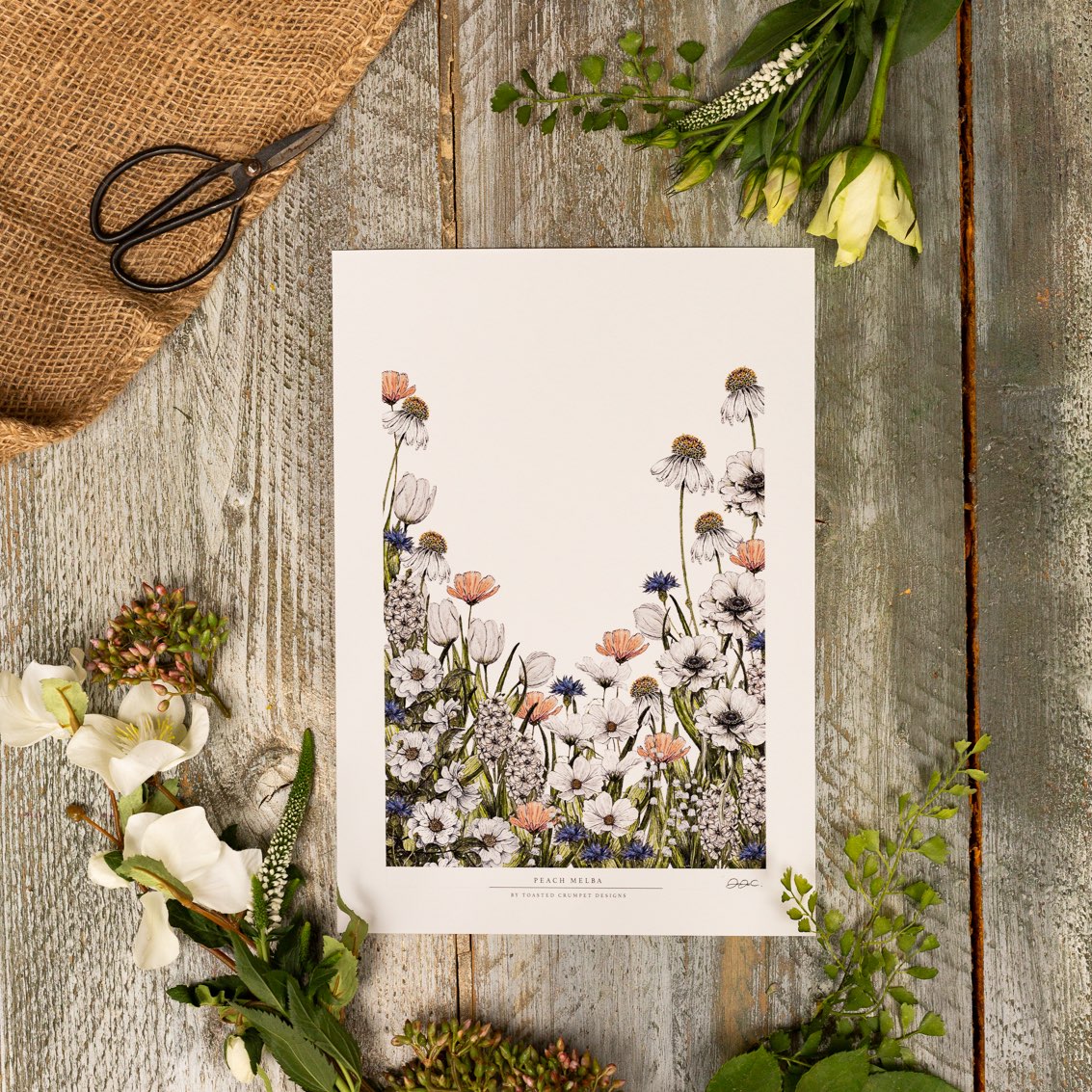 Peach Melba 12x16" Fine Art Print