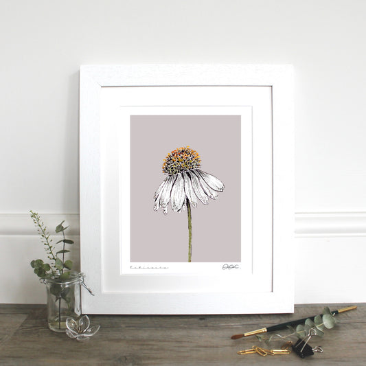Echinacea 10x12" Mounted Fine Art Print