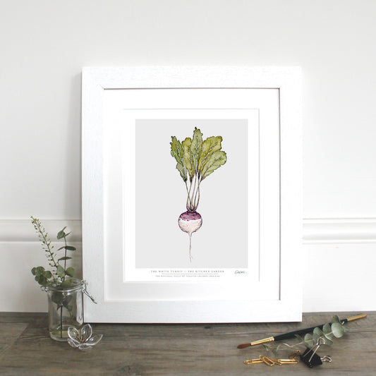 The Kitchen Garden White Turnip 10x12" Fine Art Print