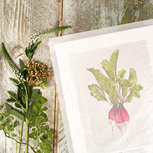 The Kitchen Garden Radishes 10x12" Fine Art Print