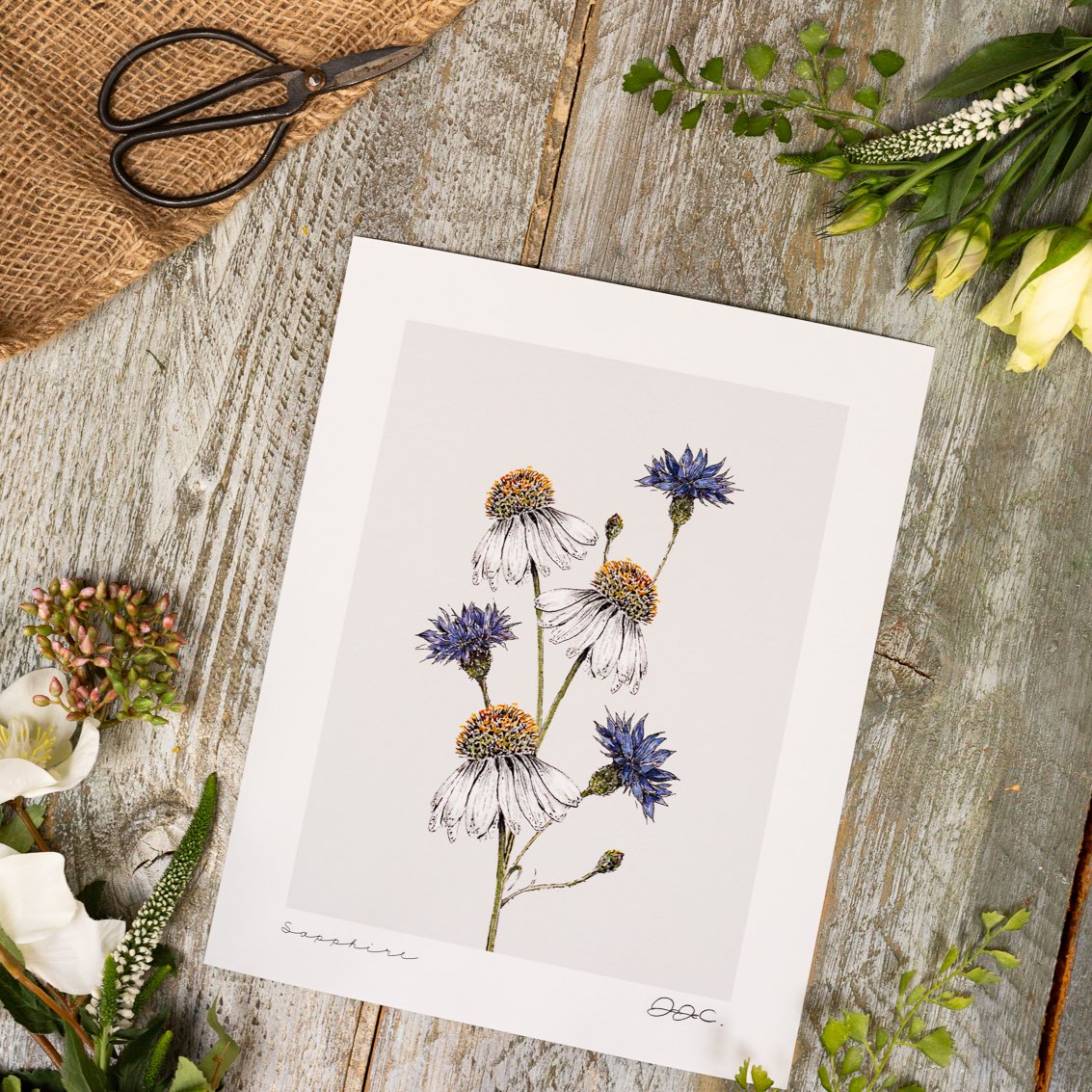 Sapphire 10x12" Fine Art Print