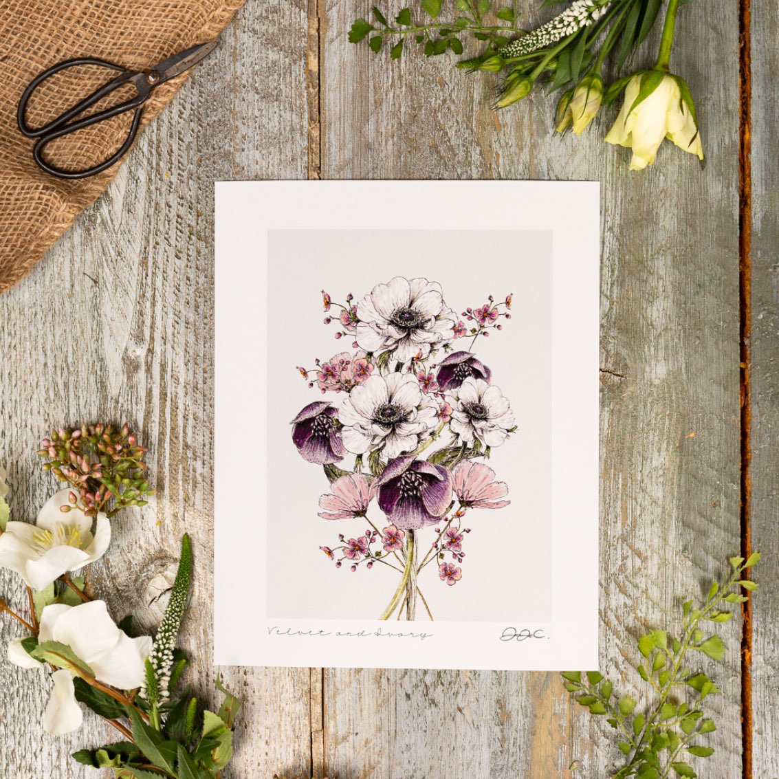 Velvet & Ivory 10x12" Fine Art Print