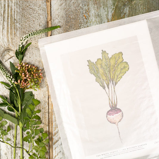 The Kitchen Garden White Turnip 10x12" Fine Art Print